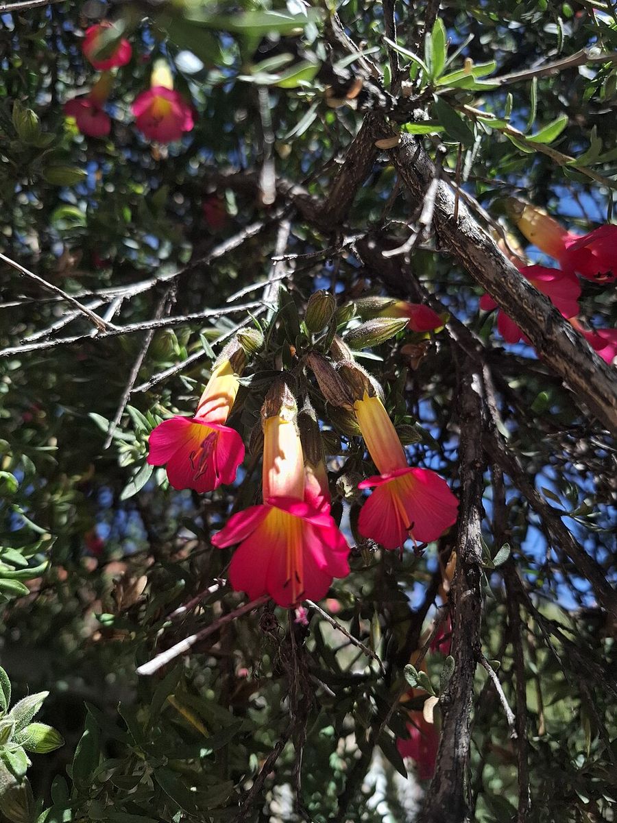 Flores de kantuta (Cantua buxifolia): corolas tubulares colgantes con la boca roja, el tubo amarillo y el cáliz verde, sobre las hojas pequeñas del arbusto.