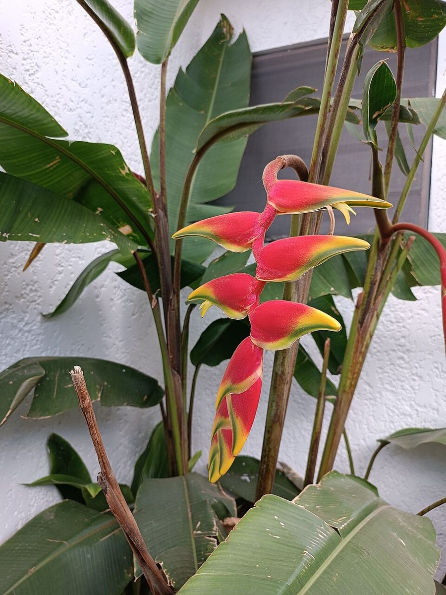 Inflorescencia de patujú (Heliconia rostrata): brácteas rojas con el borde amarillo y verde, colgando escalonadas de un tallo arqueado.
